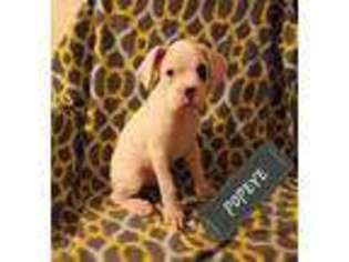 Boxer Puppy for sale in Lecanto, FL, USA