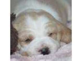 Beagle Puppy for sale in Morrill, KS, USA