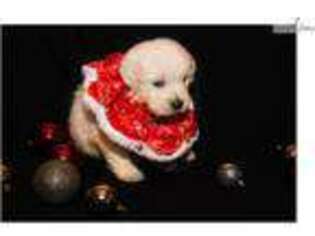 Golden Retriever Puppy for sale in Canton, OH, USA