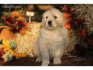 Golden Retriever Puppy for sale in Albany, OH, USA