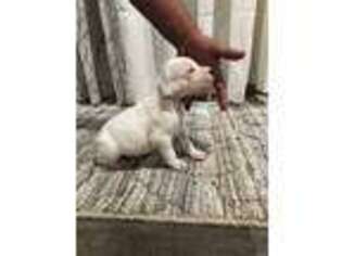 Dogo Argentino Puppy for sale in Fontana, CA, USA