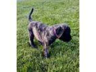 Mastiff Puppy for sale in Wabash, IN, USA