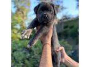 Cane Corso Puppy for sale in Hacienda Heights, CA, USA
