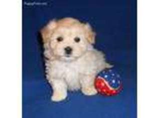 Mutt Puppy for sale in Seville, OH, USA