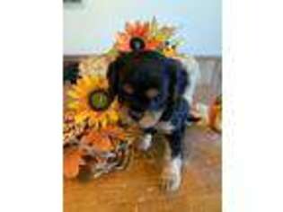 Cavalier King Charles Spaniel Puppy for sale in Celina, OH, USA