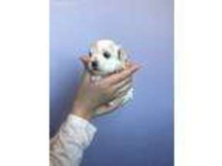 Mutt Puppy for sale in Hudsonville, MI, USA