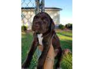 German Shorthaired Pointer Puppy for sale in Mc Rae, GA, USA