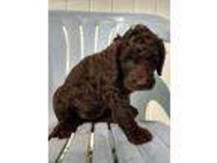 Goldendoodle Puppy for sale in Red Wing, MN, USA
