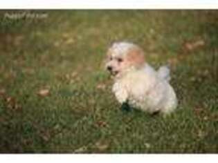 Mutt Puppy for sale in Cedar Springs, MI, USA