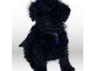 Schnoodle (Standard) Puppy for sale in Gallatin, MO, USA