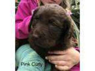 Labradoodle Puppy for sale in Ludington, MI, USA