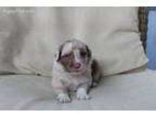 Australian Shepherd Puppy for sale in Salamanca, NY, USA
