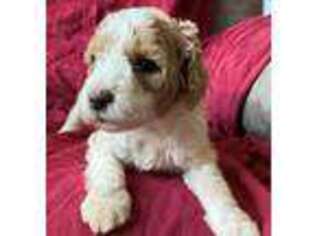 Labradoodle Puppy for sale in Pinehurst, TX, USA