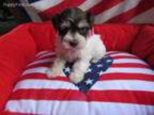 Mutt Puppy for sale in La Vernia, TX, USA