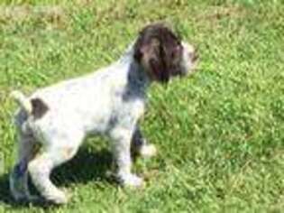 German Wirehaired Pointer Puppy for sale in Parsons, KS, USA