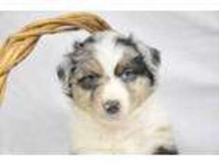 Australian Shepherd Puppy for sale in Port Clinton, OH, USA