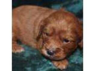 Cavapoo Puppy for sale in Kosciusko, MS, USA