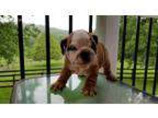 Bulldog Puppy for sale in Keedysville, MD, USA