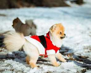 Pomeranian Puppy for sale in WOODSIDE, NY, USA