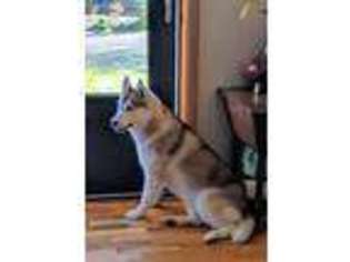 Siberian Husky Puppy for sale in Eugene, OR, USA