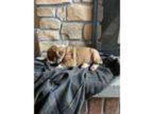 American Bulldog Puppy for sale in Gap, PA, USA