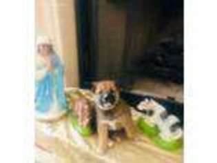 Shiba Inu Puppy for sale in Chula Vista, CA, USA