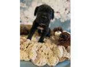Cane Corso Puppy for sale in Spring, TX, USA