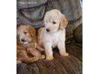 Labradoodle Puppy for sale in Litchfield, MI, USA