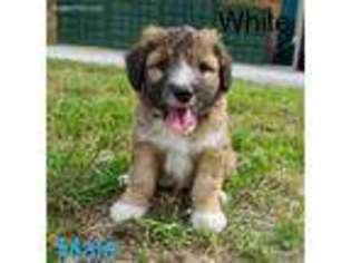 Mutt Puppy for sale in Salyersville, KY, USA