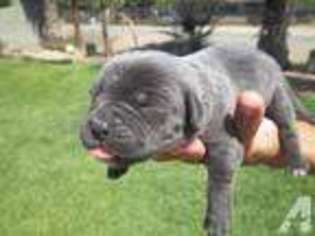 Cane Corso Puppy for sale in RIVERSIDE, CA, USA