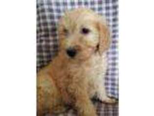 Goldendoodle Puppy for sale in Mc Clure, PA, USA