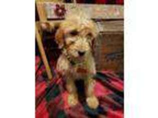 Goldendoodle Puppy for sale in Lynchburg, MO, USA