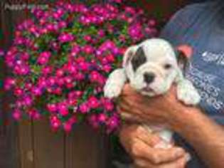Bulldog Puppy for sale in Viroqua, WI, USA