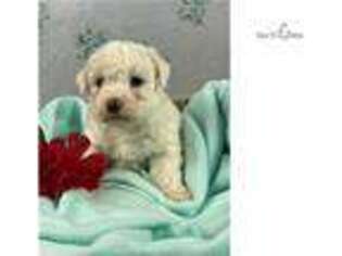 Bichon Frise Puppy for sale in Oklahoma City, OK, USA