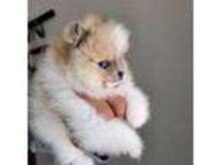 Pomeranian Puppy for sale in Lodi, CA, USA