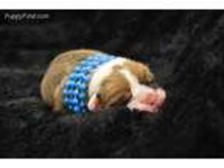 Bulldog Puppy for sale in Rockholds, KY, USA