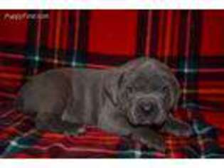 Cane Corso Puppy for sale in Mansfield, MO, USA