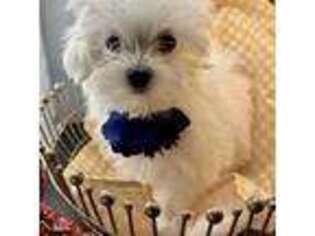 Maltese Puppy for sale in Mason, OH, USA