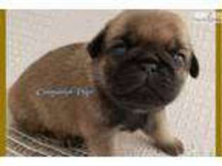 Pug Puppy for sale in Nashville, TN, USA