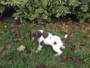 German Shorthaired Pointer Puppy for sale in Whitehouse, TX, USA