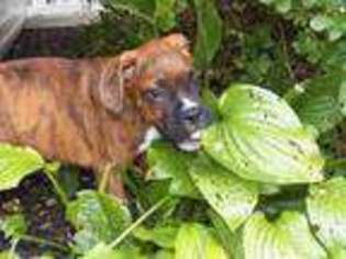 Boxer Puppy for sale in Bremen, OH, USA