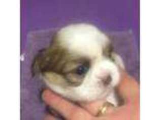 Mutt Puppy for sale in Monroe, MI, USA