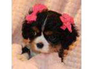 Cavalier King Charles Spaniel Puppy for sale in Greensboro, NC, USA