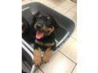 Rottweiler Puppy for sale in Somerset, KY, USA