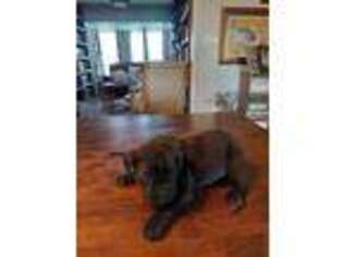 Cane Corso Puppy for sale in Haskell, OK, USA