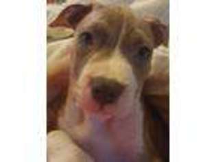 American Staffordshire Terrier Puppy for sale in Bronx, NY, USA