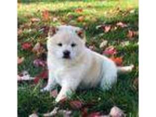 Shiba Inu Puppy for sale in Shippensburg, PA, USA