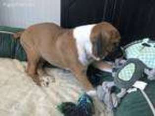 Boxer Puppy for sale in Xenia, OH, USA