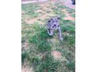 Great Dane Puppy for sale in Sibley, MO, USA
