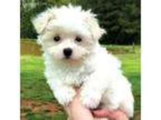 Maltese Puppy for sale in Newton, NC, USA
